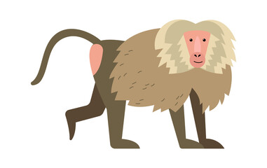 Baboon monkey Exotic Animal. Vector illustration