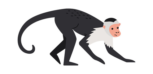 Capuchin monkey Exotic Animal. Vector illustration © Mykola Syvak