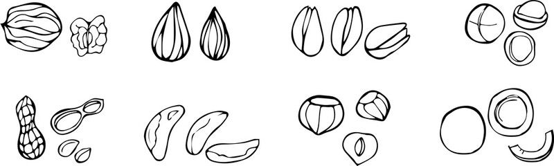 Nut set. Almonds, pistachios, walnuts, hazelnuts, coconut, peanut.  Isolated nut in shell and peeled with leaves sketch. Stock Vector 