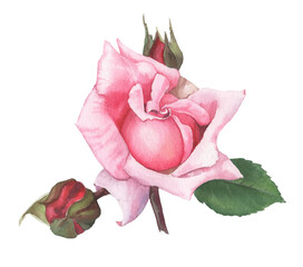 Bright rose flower hand-drawn in watercolor.
