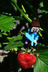 Fototapeta premium LEGO Minecraft figure of Steve with diamond sword reaching for mature fresh strawberry growing on strawberry plant, prepared to cut it. 