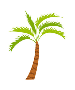 Palm Tree Tropical Plant. Vector illustration