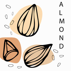 Almonds. Organic  healthy diet ingredient. Hand drawn vector nut and almond text. For label template, packaging, print, webpage. Vector design