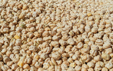 Background chickpeas seed or garbanzo beans, nutritious vegetable protein, close up and selective focus. Idea for banner or product advertisement, wallpaper for article describing vegan recipe or diet