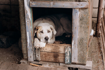 Sad dog face in dog house with. Animal protection, animal cruelty concept. Black sad domesticated...