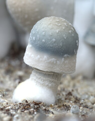 Albino Penis Envy Magic Mushroom growing in substrate