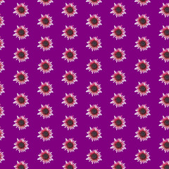 Fototapeta na wymiar Beautiful chrysanthemums in geometric grid pattern on a velvet violet background