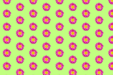 Beautiful chrysanthemums in geometric grid pattern on a light green background