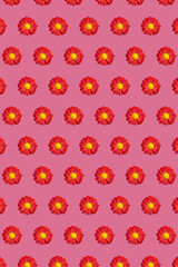 Red chrysanthemums in geometric grid pattern on a calm pink background. Vertical floral wallpaper 