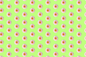 Beautiful chrysanthemums in geometric grid pattern on a light green background