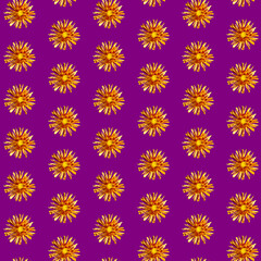 Beautiful chrysanthemums in geometric grid pattern on a velvet violet background