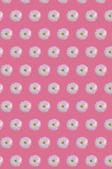 White chrysanthemums in geometric grid pattern on a calm pink background. Vertical floral wallpaper 