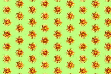 Beautiful chrysanthemums in geometric grid pattern on a light green background