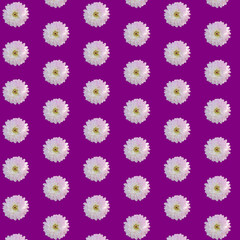 Beautiful chrysanthemums in geometric grid pattern on a velvet violet background