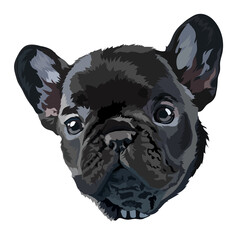 French bulldog puppy. Dog portrait. Vector illustration.