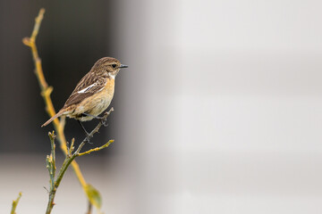 The European stonechat (Saxicola rubicola) is a small passerine bird that was formerly classed as a subspecies of the common stonechat.