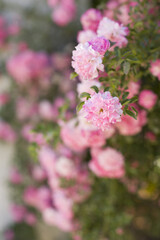 Beautiful delicate buds of pink roses are against the background of greenery in a blurred focus. Garden roses. A vertical image.