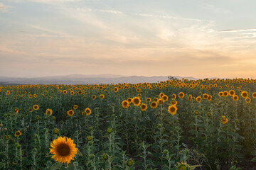 It's a field of sunflowers