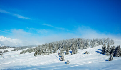 Fototapeta na wymiar Landscape of fir forest after snowfall with clouds on sunny day