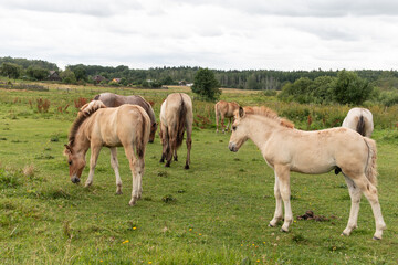 Naklejka na ściany i meble Beautiful young stallions graze in the meadow. Horses in the pasture.