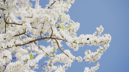 Bumblebees pollinate white cherry flowers blooming on branches against bright blue sky. Beautiful tree grows in garden on sunny spring day closeup