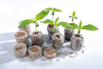 Several Jiffys to germinate cannabis seeds with some plant already born as an example isolated on white