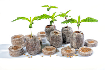 Several Jiffys to germinate cannabis seeds with some plant already born as an example isolated on white