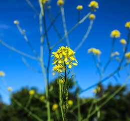 yellow flowers against blue sky