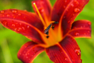 red and yellow flower