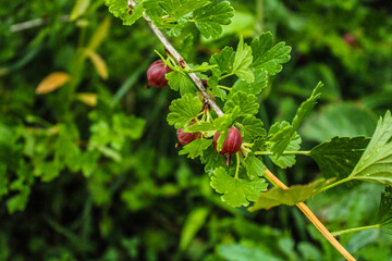red currant bush
