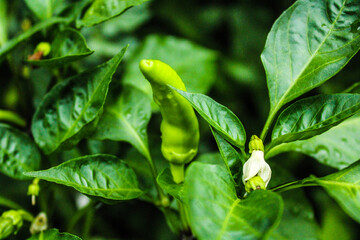 Obraz premium close up of green leaves