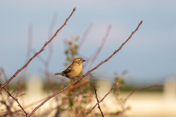 The female house sparrow (Passer domesticus) is a bird of the sparrow family Passeridae, found in most parts of the world