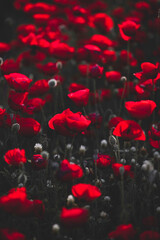 Beautiful field of red poppies in the sunset light. Israel, Beautiful blossoming red poppies, Spring In Israel, The Beautiful nature of Israel, Holy Land