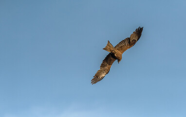 Black kite in flight over the River Ebro in Spain