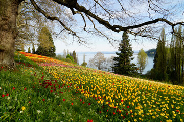 a beautiful spring meadow full of colorful tulips on island Mainau with lake Constance and the Alps in the background (Bodensee or lake Constance, Mainau, Germany)