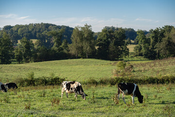 Naklejka na ściany i meble Holstein Cows grazing in a pasture with rolling summer countryside in the background | Amish country, Ohio