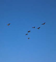 Canadian geese flying high in the deep blue sky