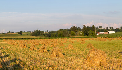 Fototapeta premium Golden wheat field with hundreds of wheat shocks ready for harvest with a corn field in the background | Amish country, Ohio