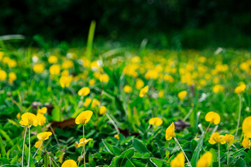 Más alla del cesped 