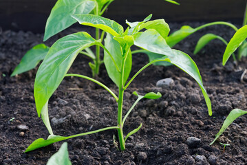 Seedlings of pepper in greenhouse. Growing of vegetables in garden. close up