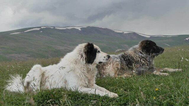 two large shaggy black and white dogs lie on the grass high in the mountains where there is snow on the peaks. Beautiful large dogs grazing a herd of cattle and guarding sheep from portages