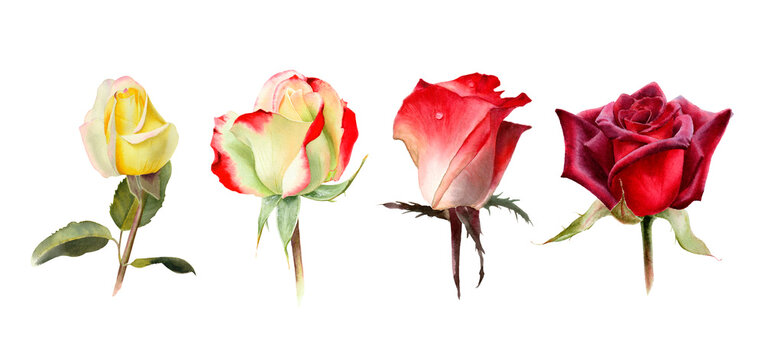 Watercolor rose flowers. Botanical illustration isolated on white background. Red, yellow, blush, pink garden rose. 