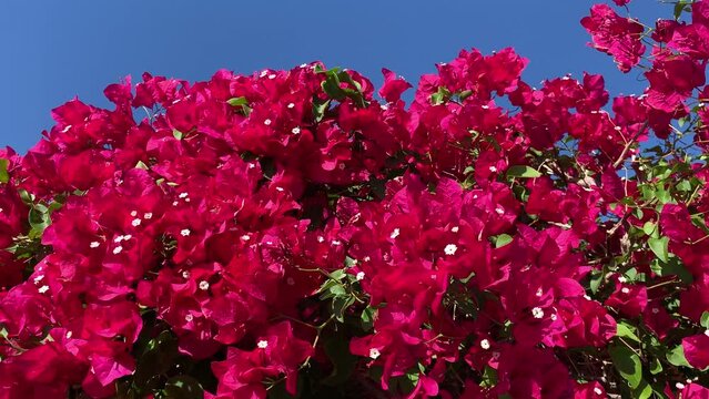 Beautiful close up of pink Bougainvillea flowers against a deep blue sky with copy space