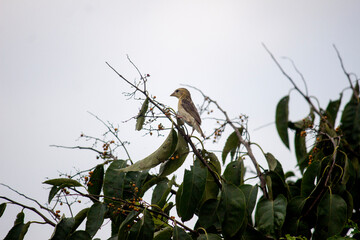 Baya Weaver ( Scientific Name- Ploceus Philippinus 