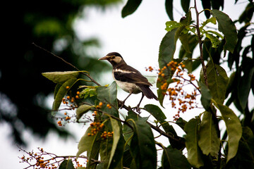 The Indian Pied Myna ( Scientific Name- Gracupica contra )