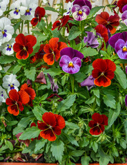 Viola plant with multicolor flowers growing outdoors. Viola, Common Violet, Viola tricolor .