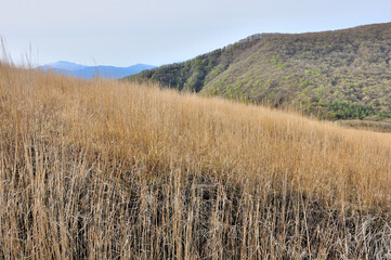 Obraz premium 鉄砲木ノ頭のカヤトと新緑の三国山と遠くの箱根山 丹沢 鉄砲木ノ頭（明神山）より左奥が神山、右が三国山 