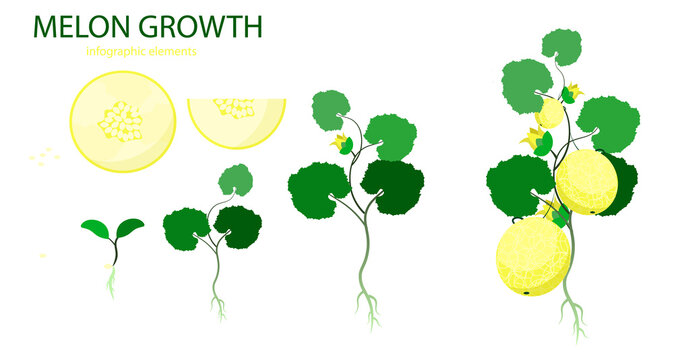 Growth stages of melon plant. Vector illustration. Cucumis melo. Melon cantaloupe life cycle. On white background.