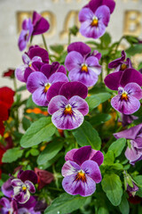 Viola plant with multicolor flowers growing outdoors. Viola, Common Violet, Viola tricolor .