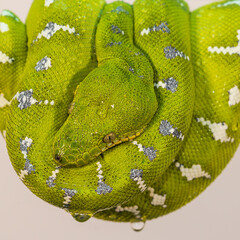 Fototapeta premium Corallus caninus - green snake coiled into a ball.
